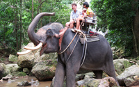 Elefant und Koh Samui